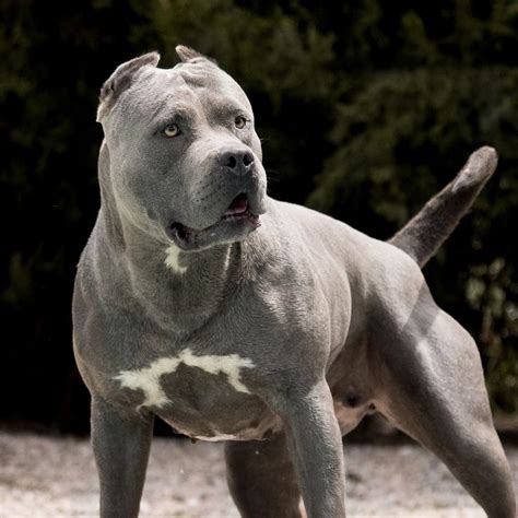 XXL American Bully -XXL Luxor Bullys Karisma | Dackelwelpen, Hunde, Süße hunde