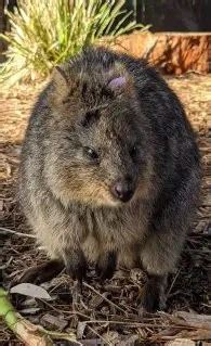 Quokka | The Animal Facts Diet, Adaptations, Behaviour, Habitat and More!