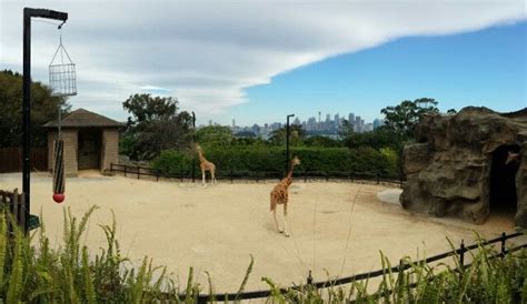 Panoramic view of the Giraffe enclosure Taronga Zoo, Sydney. | Borells ...