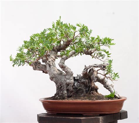 Mastic Tree No.02 – andbonsai