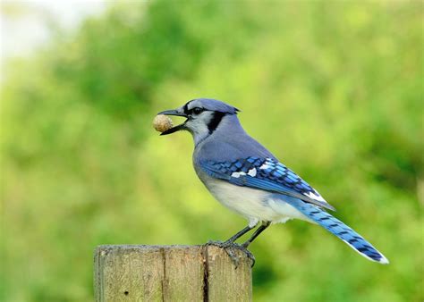 Birds In Indiana: 27 Most Impressive And Colorful Species In This State