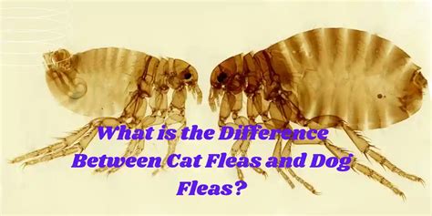 What is the Difference Between Cat Fleas and Dog Fleas? - Animal QnA