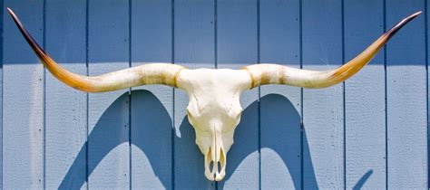 Skull Desert Texas Longhorn Cattle | Old Used Bones Available | BEEF ...