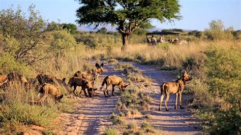 Safari game Drive at Tswalu | Luxury African Safaris,South America & South Asia Tours|andBeyond