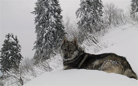 10 Animals Found In Turkey - WorldAtlas