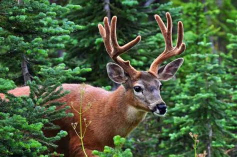 Mount Rainier National Park Wildlife | Visit Rainier