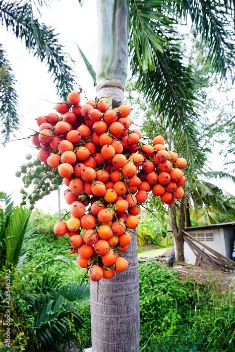 Foxtail Palm Seeds , Foxtail palm fruit / foxtail palm (Wodyetia ...