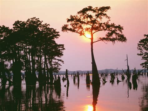 Louisiana Wallpaper-Atchafalaya Bayou in 2019 | Louisiana bayou ...