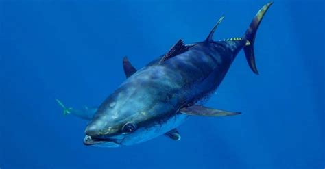 Discover The Largest Bluefin Tuna Ever Caught in Louisiana - A-Z Animals