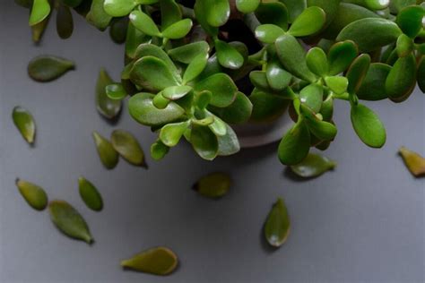 10 Common Reasons Your Jade Plant is Dropping Leaves - Petal Republic