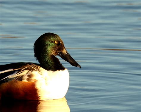 Northern shoveler, male | Shoveler gets its name from its un… | Flickr