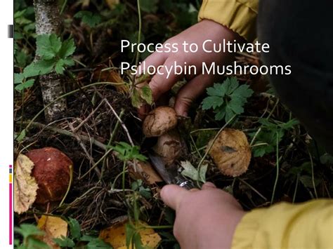 PPT - Process to Cultivate Psilocybin Mushrooms PowerPoint Presentation ...