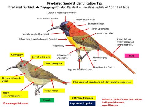 fire-tailed-sunbird-detail – Ogaclicks