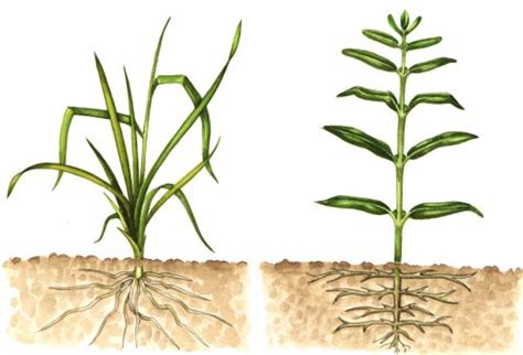 Monocot and Dicot - Lizzie Harper