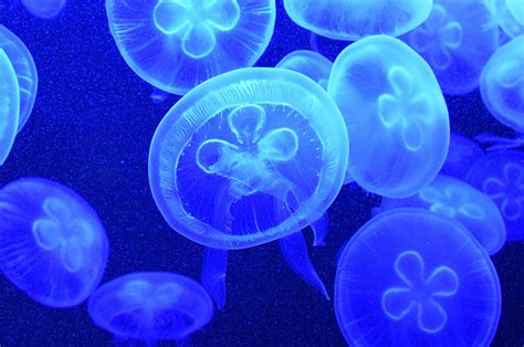 7680x4320 Resolution jellyfish, underwater, swim 8K Wallpaper - Wallpapers Den