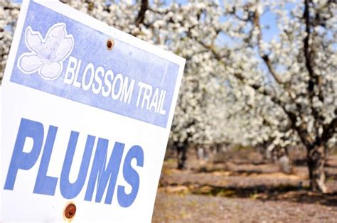 Explore the California Blossom Trail in Fresno County - California Grown