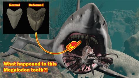 Why did this Megalodon need a dentist? - YouTube