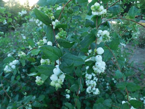 Symphoricarpos alba: Snowberry (1-0) | Brooks Tree Farm