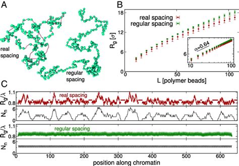 Irregular nucleosome spacing affects the local size and structure of... | Download Scientific ...