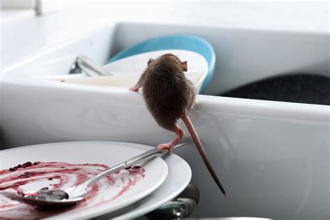 Rodent Infestation Signs And Prevention | NJ Pest Control