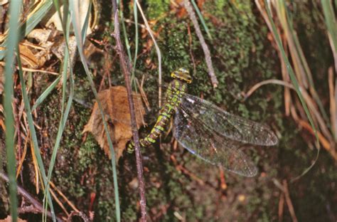 Free photo: Green dragonfly - Bug, Closeup, Firefly - Free Download - Jooinn