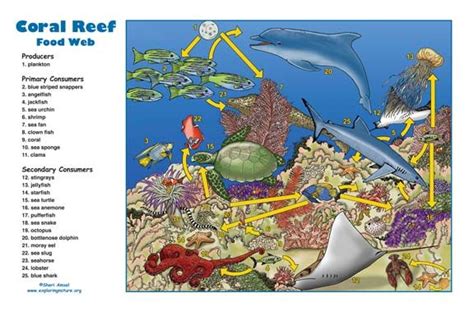 Coral Reef Food Web Activity -- Exploring Nature Educational Resource | Coral reef food web ...