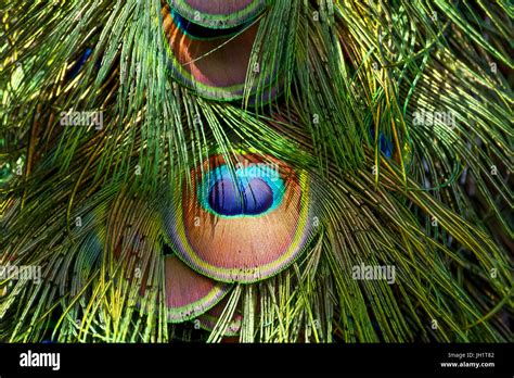 peacock feather close up Stock Photo - Alamy