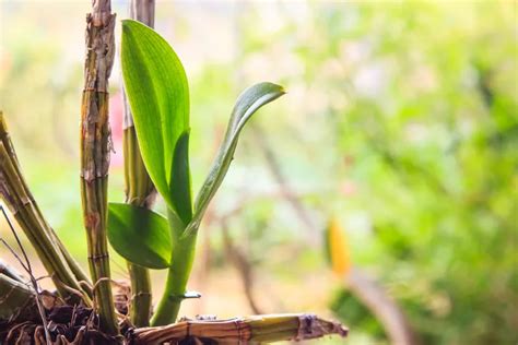 Propagating orchids » This is how it works