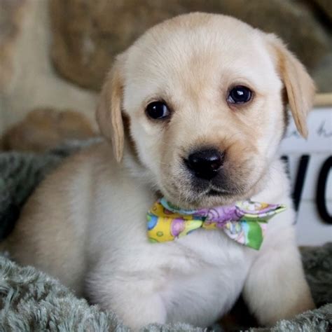 Golden labrador retriever puppies - Retriever Dogs - Home Land Puppies