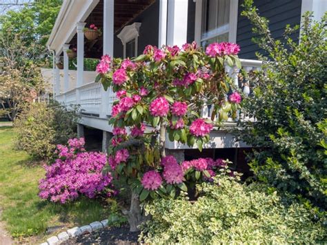 Best Plants for Creating Shade on a Balcony, Deck or Patio - Balcony Boss