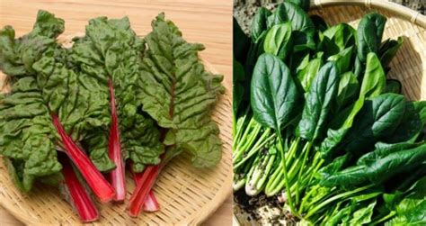 Spinach vs Swiss Chard: Which is Better? Complete Comparison