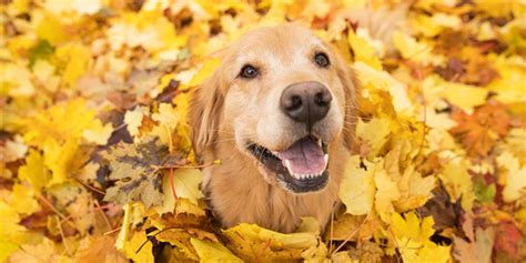 10 Fun Fall Activities for You & Your Dog - The Dog Blog | Expert ...