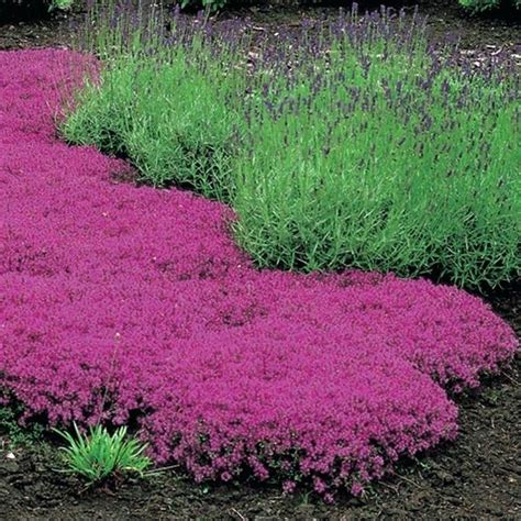 pink creeping thyme zoom mums creeping pink thyme | Flowers perennials, Creeping thyme, Red ...