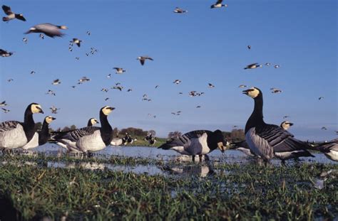 Goose Gander – Wild Goose Festival