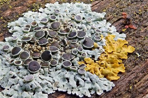 Lichen landscape, 2 | earthstar