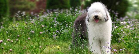 Old English Sheepdog | Dog Breed Facts and Information - Wag! Dog Walking