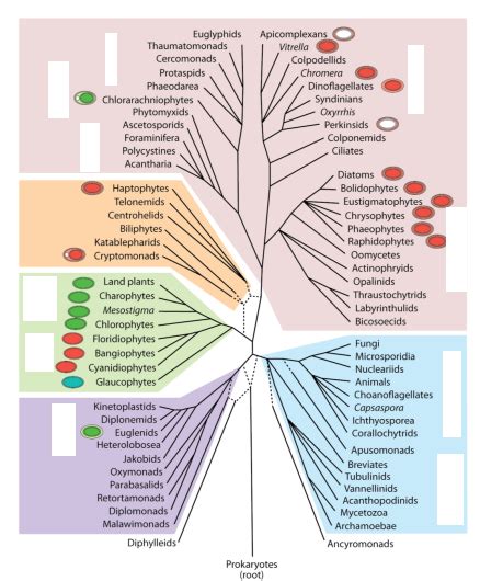 Eukarya Domain Examples