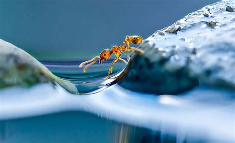 Ant Macro Photography