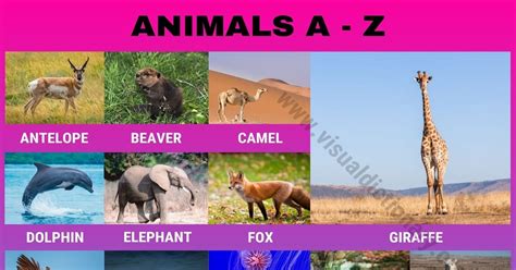 Animals A-Z: Amazing List of 300+ Animals A to Z in English - Visual Dictionary