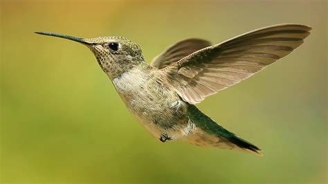 Animal Hummingbird HD Wallpaper