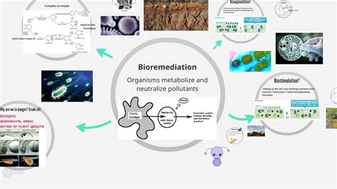 Bioaugmentation vs Biostimulation By Ellen Suh and Jen Martin - YouTube