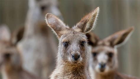 Kangaroo and Wallaby | San Diego Zoo Animals & Plants