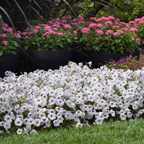 Silver Easy Wave Petunia Flower Seeds For Hanging Baskets & More