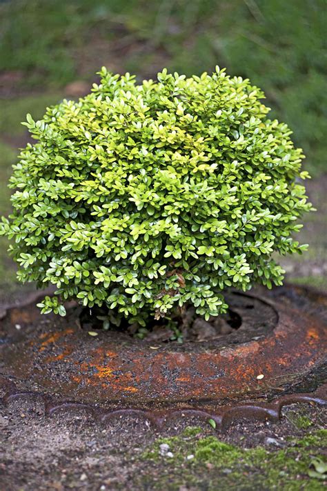 22 Best Plants for Hedges | Better Homes & Gardens