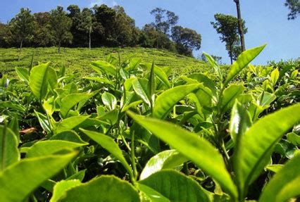 Tea in Dibrugarh, Tea Estates in Dib ugarh, Dibrugarh Tea Gardens