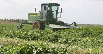 Top 10 alfalfa harvesting tips