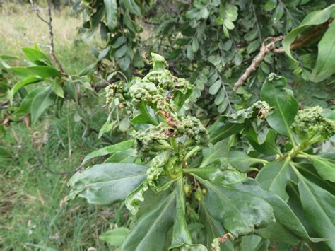 Hawaii Invasive Species Council | IMG_7181