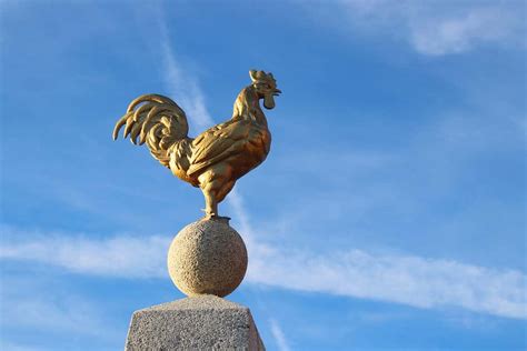 The Gallic Rooster: Discover the National Bird of France - A-Z Animals