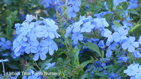 Plumbago auriculata | Urban Tree Farm Nursery