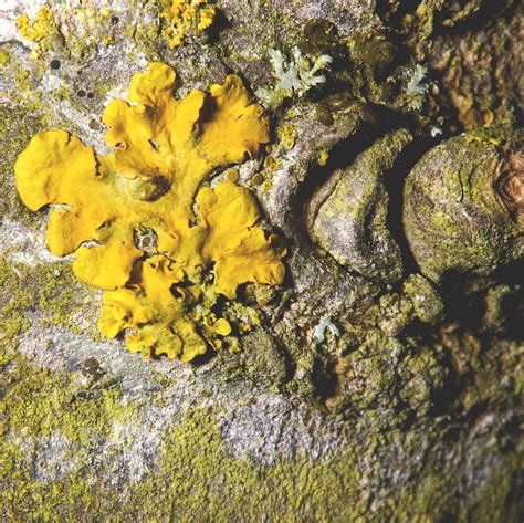 Lichens | Several types of lichen on a tree trunk, all in a … | Flickr